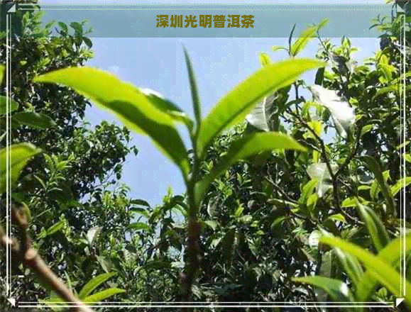 深圳光明普洱茶