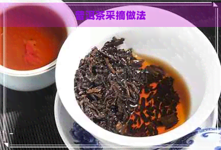 普洱茶采摘做法