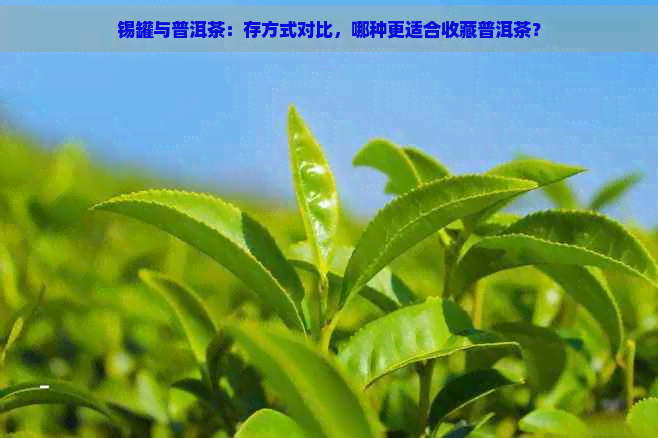 锡罐与普洱茶：存方式对比，哪种更适合收藏普洱茶？