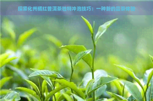 探索化州橘红普洱茶独特冲泡技巧：一种新的品茶体验