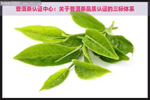 普洱茶认证中心：关于普洱茶品质认证的三标体系