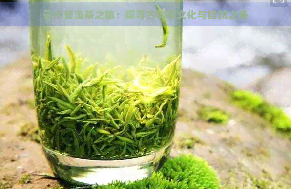 云南普洱茶之旅：探寻古树茶文化与自然之美