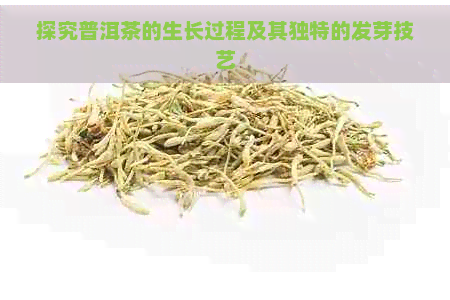 探究普洱茶的生长过程及其独特的发芽技艺