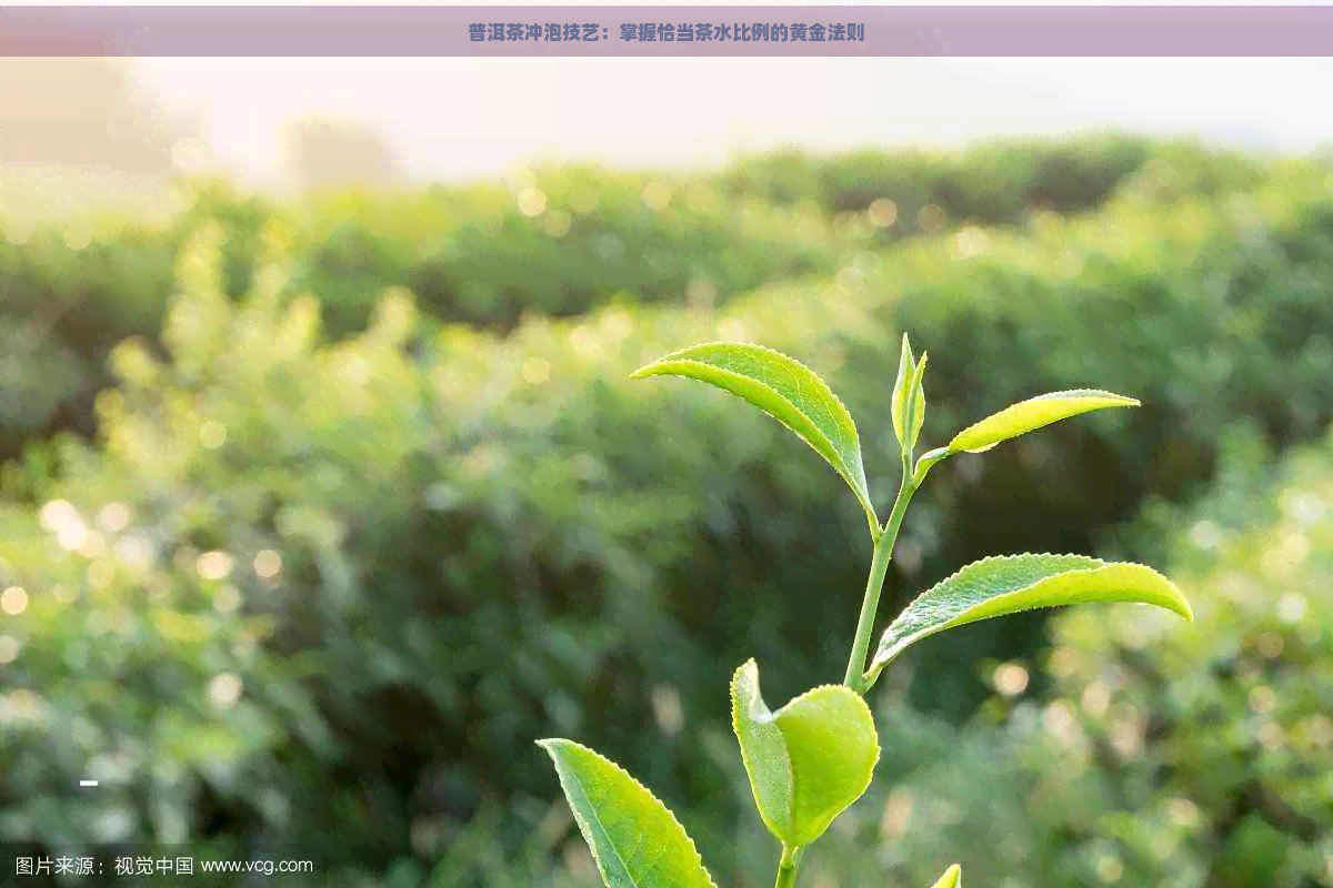 普洱茶冲泡技艺：掌握恰当茶水比例的黄金法则