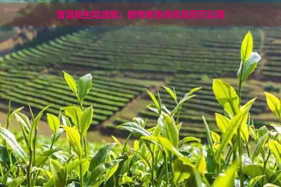 普洱茶生吃减肥：健专家告诉你是否可以喝