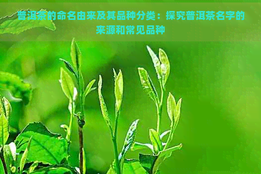 普洱茶的命名由来及其品种分类：探究普洱茶名字的来源和常见品种