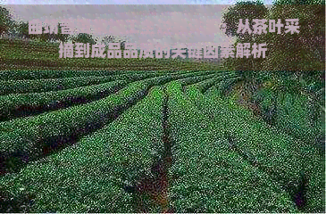 曲靖普洱茶加工全过程详解：从茶叶采摘到成品品质的关键因素解析