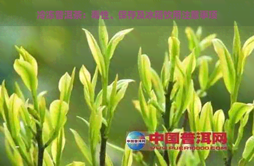 冷冻普洱茶：性、保存及冰箱饮用注意事项