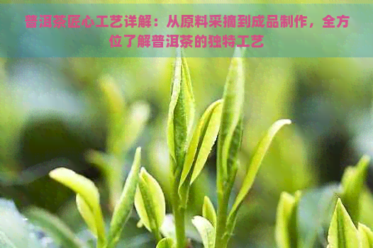 普洱茶匠心工艺详解：从原料采摘到成品制作，全方位了解普洱茶的独特工艺