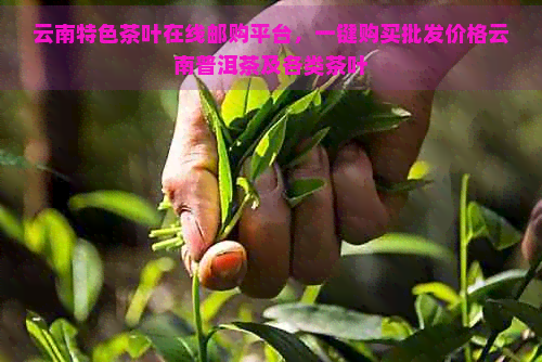 云南特色茶叶在线邮购平台，一键购买批发价格云南普洱茶及各类茶叶