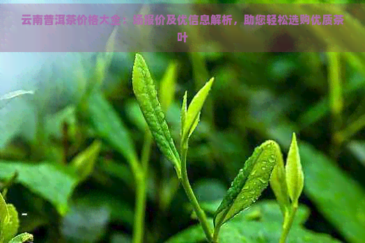 云南普洱茶价格大全：场报价及优信息解析，助您轻松选购优质茶叶