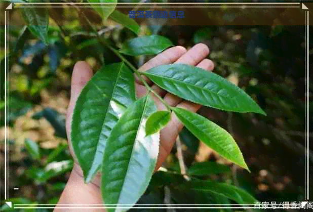 普洱茶侧边信息