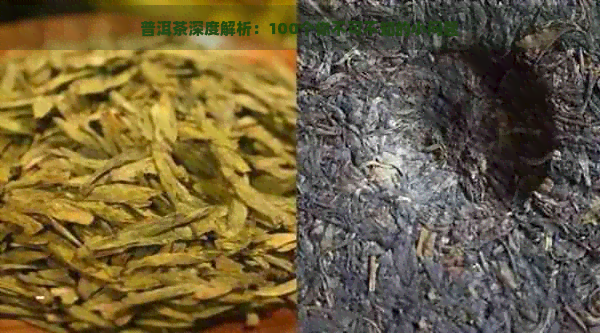 普洱茶深度解析：100个你不可不知的小问题