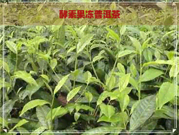 酵素果冻普洱茶