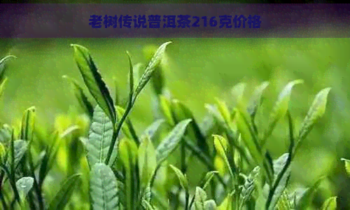 老树传说普洱茶216克价格