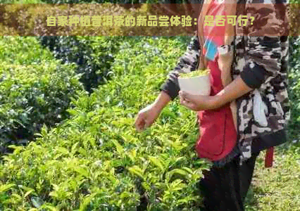 自家种植普洱茶的新品尝体验：是否可行？