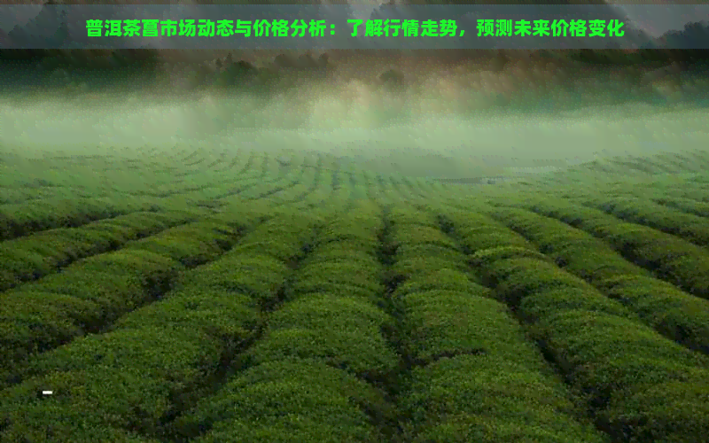 普洱茶菖市场动态与价格分析：了解行情走势，预测未来价格变化