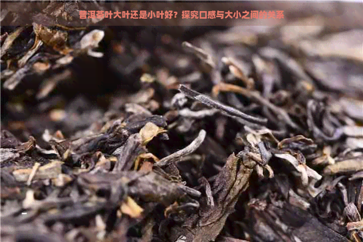 普洱茶叶大叶还是小叶好？探究口感与大小之间的关系