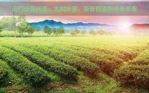 天门山高杆茶：古树珍品，茶香四溢的传奇茶事