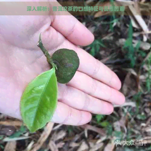 深入解析：普洱沱茶的口感特征与品质因素