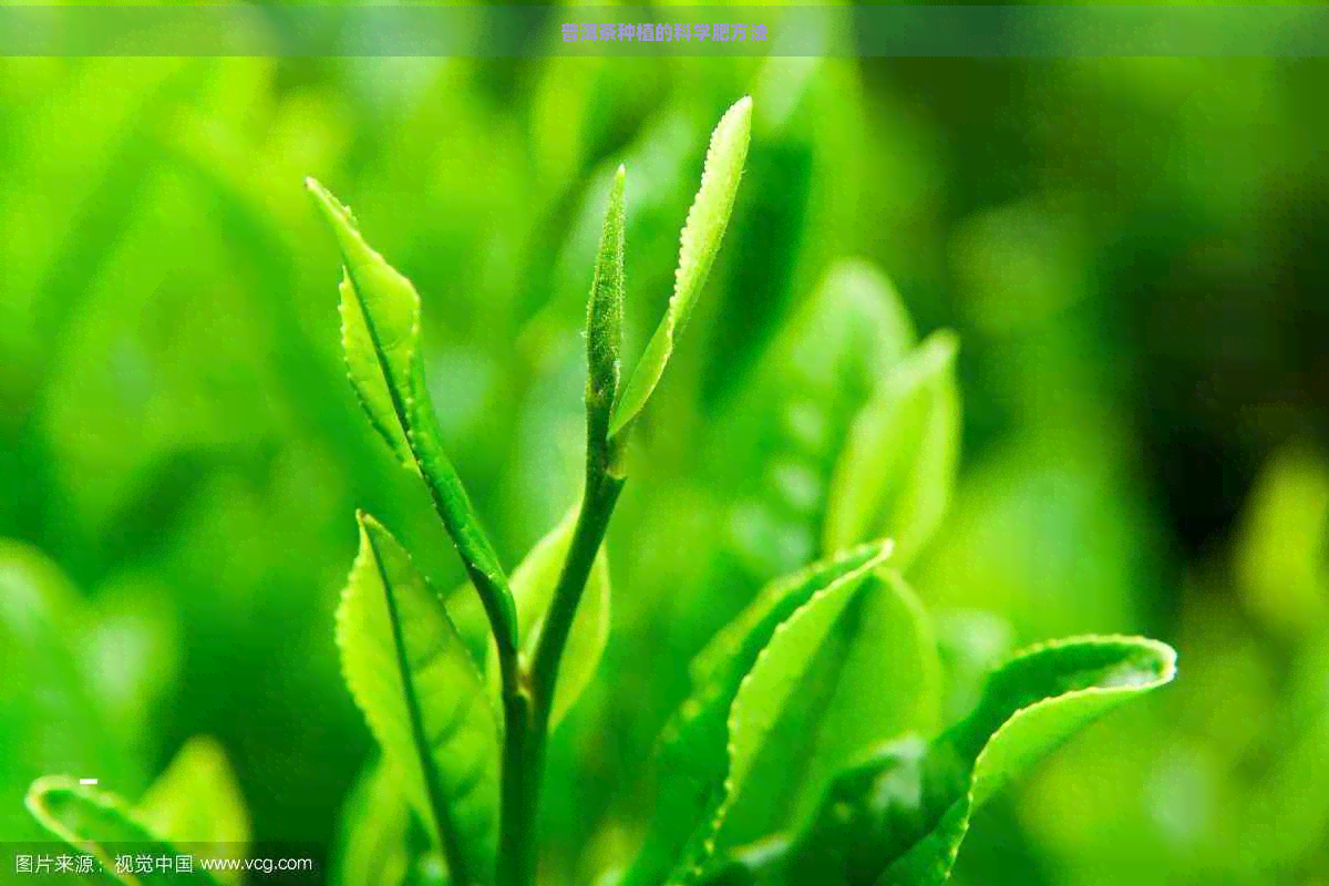 普洱茶种植的科学肥方法