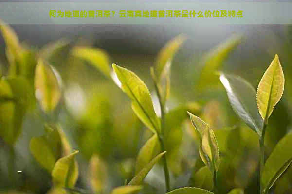 何为地道的普洱茶？云南真地道普洱茶是什么价位及特点