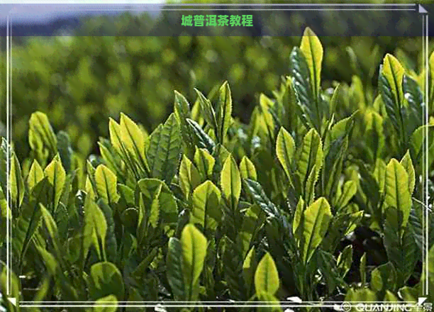 城普洱茶教程