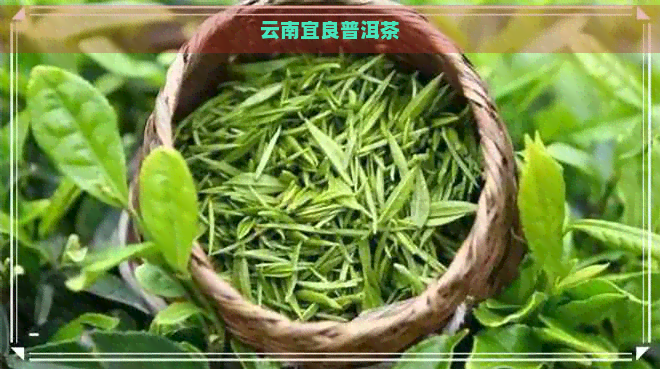 云南宜良普洱茶