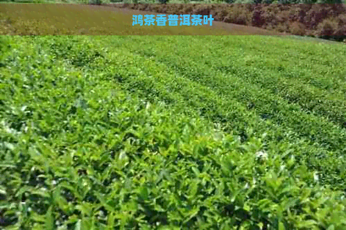 鸿茶香普洱茶叶