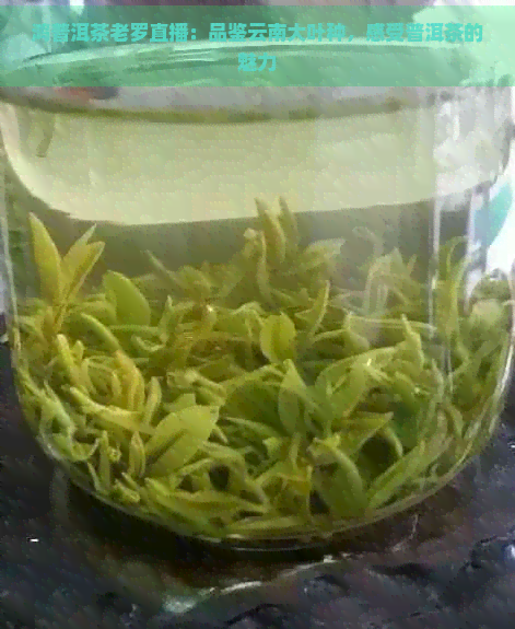 鸿普洱茶老罗直播：品鉴云南大叶种，感受普洱茶的魅力