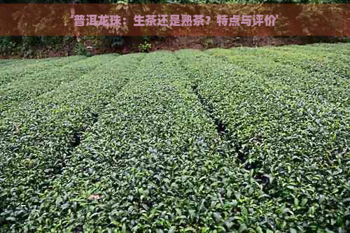 '普洱龙珠：生茶还是熟茶？特点与评价'