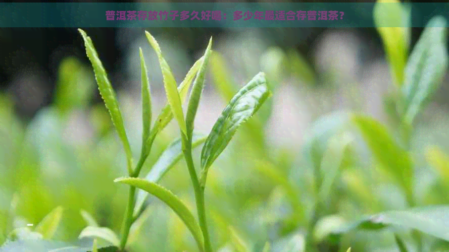 普洱茶存放竹子多久好喝：多少年最适合存普洱茶？