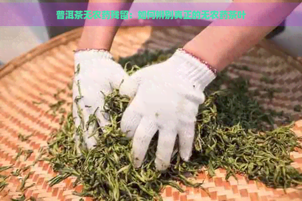 普洱茶无农药残留：如何辨别真正的无农药茶叶