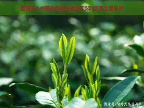 普洱茶小树茶的收藏价值及其影响因素全面解析