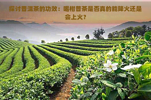 探讨普洱茶的功效：喝柑普茶是否真的能降火还是会上火？