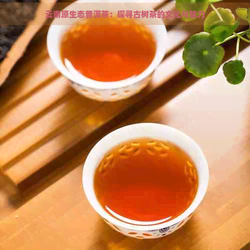 云南原生态普洱茶：探寻古树茶的文化与魅力