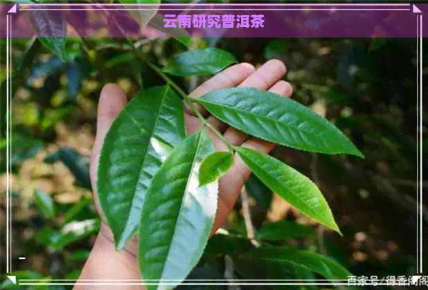 云南研究普洱茶