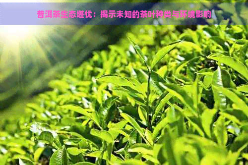 普洱茶生态堪忧：揭示未知的茶叶种类与环境影响