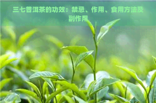 三七普洱茶的功效：禁忌、作用、食用方法及副作用