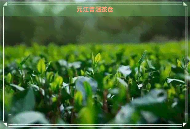 元江普洱茶仓