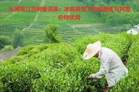 云南双江古树普洱茶：冰岛风情下的越品质与阿里价格优势