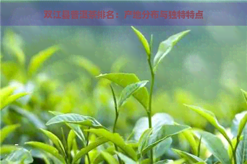 双江县普洱茶排名：产地分布与独特特点