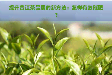 提升普洱茶品质的新方法：怎样有效催肥？