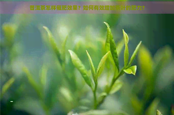 普洱茶怎样催肥效果？如何有效增加茶叶的肥力？