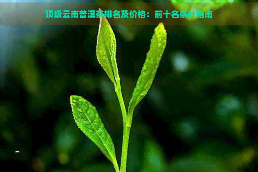 顶级云南普洱茶排名及价格：前十名茶叶指南