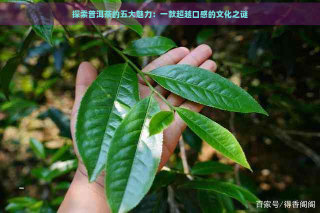 探索普洱茶的五大魅力：一款超越口感的文化之谜