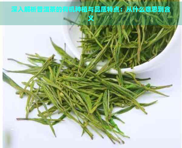 深入解析普洱茶的有机种植与品质特点：从什么意思到含义