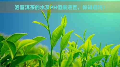 泡普洱茶的水及PH值最适宜，你知道吗？