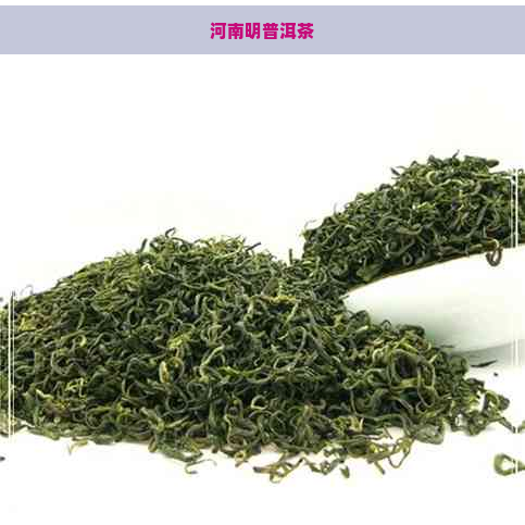 河南明普洱茶