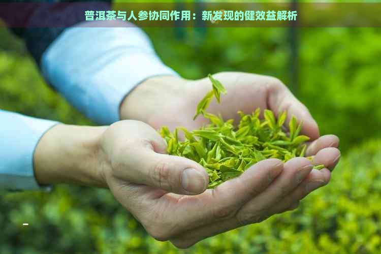 普洱茶与人参协同作用：新发现的健效益解析